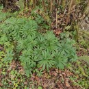 Helleborus viridis L. subsp. occidentalis (Reut.) Schiffn.Helleborus viridis L. subsp. occidentalis (Reut.) Schiffn.