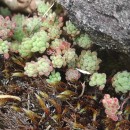 Sedum hirsutum All.Sedum hirsutum All.