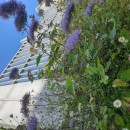 Trachelium caeruleum  L.Trachelium caeruleum  L.