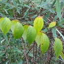 Philadelphus coronarius L.Philadelphus coronarius L.