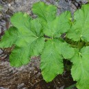 Heracleum sphondylium L. subsp. sphondyliumHeracleum sphondylium L. subsp. sphondylium