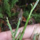 Genista tridentata L. subsp. tridentata .Genista tridentata L. subsp. tridentata .