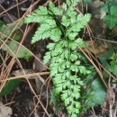 Asplenium adiantum-nigrum  L.Asplenium adiantum-nigrum  L.