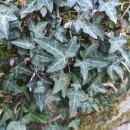 Hedera hibernica (G. Kirchn.) Bean‹Hedera hibernica (G. Kirchn.) Bean‹