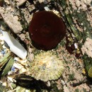 Actinia equina (Linnaeus, 1758)Actinia equina (Linnaeus, 1758)