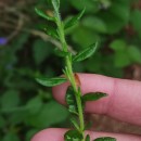 Daboecia cantabrica (Huds.) C. KochDaboecia cantabrica (Huds.) C. Koch