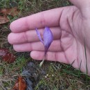 Crocus serotinus  Salisb.Crocus serotinus  Salisb.