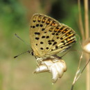 Lycaena tityrus (Poda, 1761)Lycaena tityrus (Poda, 1761)
