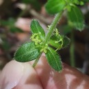 Cruciata glabra (L.) Ehrend. subsp. hirticaulis (Beck) Natali & JeanmCruciata glabra (L.) Ehrend. subsp. hirticaulis (Beck) Natali & Jeanm