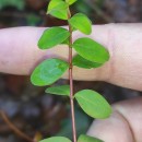 Hypericum pulchrum L.Hypericum pulchrum L.