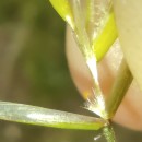 Helictochloa marginata (Lowe) Romero ZarcoHelictochloa marginata (Lowe) Romero Zarco