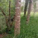 Quercus rubra L.Quercus rubra L.