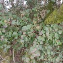 Pyrus cordata Desv.Pyrus cordata Desv.