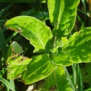 Helichrysum foetidum (L.) Cass.Helichrysum foetidum (L.) Cass.