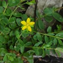 Hypericum humifusum L.Hypericum humifusum L.