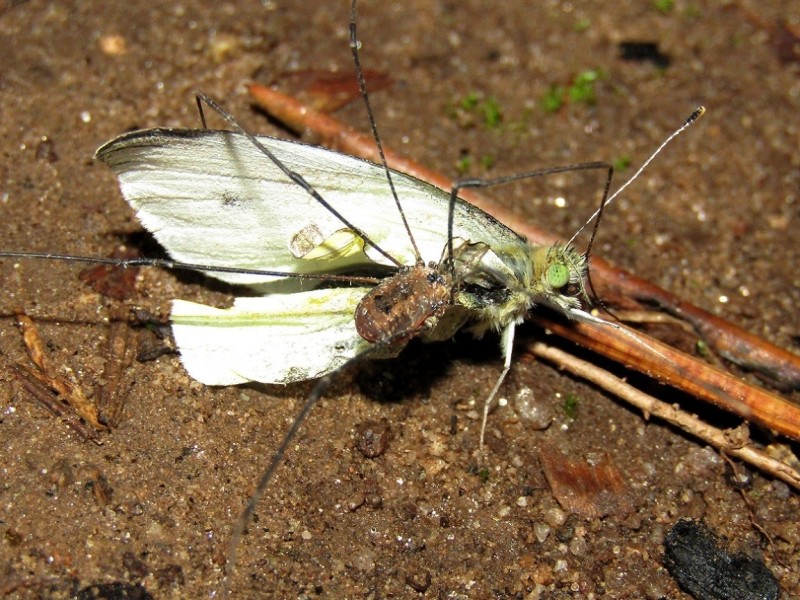 PHALANGIIDAE sp. Latreille, 1802 - Biodiversidade