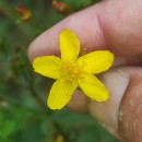 Hypericum undulatum Schousb. ex Willd.Hypericum undulatum Schousb. ex Willd.