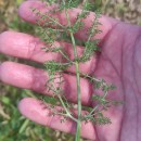 Foeniculum vulgare Mill.Foeniculum vulgare Mill.