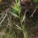 Helictochloa marginata (Lowe) Romero ZarcoHelictochloa marginata (Lowe) Romero Zarco