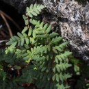 Paragymnopteris marantae (L.) K.H. ShingParagymnopteris marantae (L.) K.H. Shing