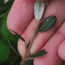 Salix repens L. subsp. repensSalix repens L. subsp. repens