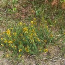Ulex gallii Planch. subsp. galliiUlex gallii Planch. subsp. gallii