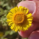 Pulicaria dysenterica (L.) Bernh.Pulicaria dysenterica (L.) Bernh.