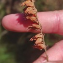 Erica ciliaris L.Erica ciliaris L.