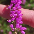 Erica cinerea L.Erica cinerea L.