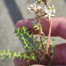 Sedum arenarium Brot.Sedum arenarium Brot.