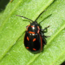 Oedionychis cincta (Fabricius 1781)Oedionychis cincta (Fabricius 1781)