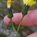 Sonchus oleraceus L.Sonchus oleraceus L.