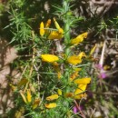 Ulex gallii Planch. subsp. galliiUlex gallii Planch. subsp. gallii