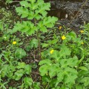 Heracleum sphondylium L. subsp. sphondyliumHeracleum sphondylium L. subsp. sphondylium