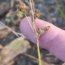 Juncus tenuis Willd.Juncus tenuis Willd.