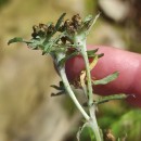 Gnaphalium uliginosum L.Gnaphalium uliginosum L.