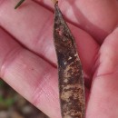 Cytisus scoparius (L.) LinkCytisus scoparius (L.) Link