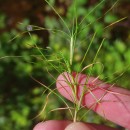 Isolepis fluitans (L.) R.Br.Isolepis fluitans (L.) R.Br.