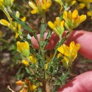 Genista tridentata L. subsp. cantabrica (Spach) NymanGenista tridentata L. subsp. cantabrica (Spach) Nyman