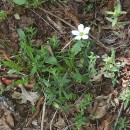 Arenaria montana L.Arenaria montana L.