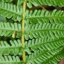 Dryopteris affinis - Grupo (Lowe) Fraser-JenkinsDryopteris affinis - Grupo (Lowe) Fraser-Jenkins