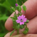 Geranium molle L.Geranium molle L.