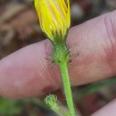 Picris hieracioides L.Picris hieracioides L.