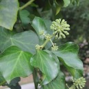 Hedera hibernica (G. Kirchn.) BeanHedera hibernica (G. Kirchn.) Bean‹