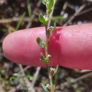 Polygonum aviculare L. subsp. rurivagum (Boreau) BerherPolygonum aviculare L. subsp. rurivagum (Boreau) Berher