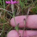 Silene scabriflora Brot. subsp. gallaecica TalaveraSilene scabriflora Brot. subsp. gallaecica Talavera