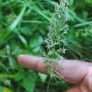 Anthoxanthum odoratum L.Anthoxanthum odoratum L.