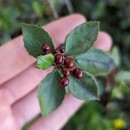 Rhamnus alaternus L.Rhamnus alaternus L.