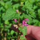 Lamium maculatum L.Lamium maculatum L.