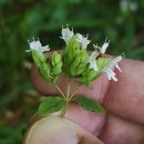 Origanum vulgare L. subsp. virens (Hoffmanns. & Link) Ietsw.Origanum vulgare L. subsp. virens (Hoffmanns. & Link) Ietsw.